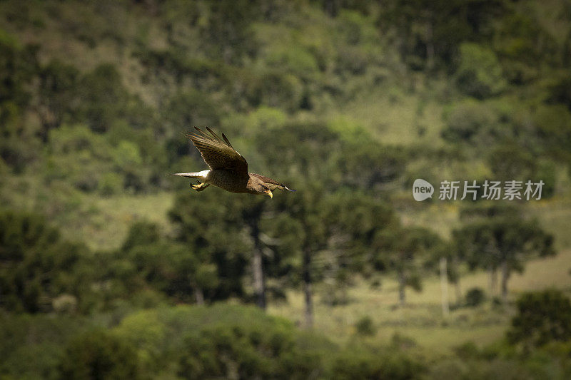 Chimango Caracara (Milvago ximango)